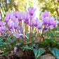 Cyclamen - Hederifolium (Hardy)