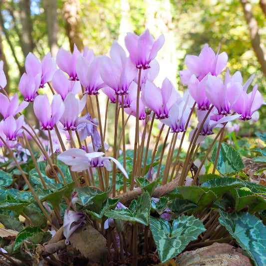 Cyclamen - Hederifolium (Hardy)