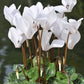 Cyclamen - Neapolitanum Album (Hardy)
