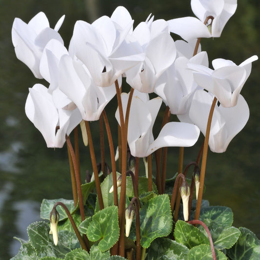 Cyclamen - Neapolitanum Album (Hardy)