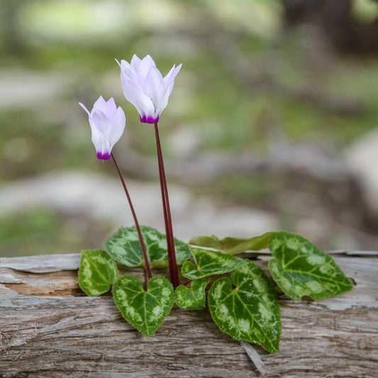 Cyclamen - Persicum (Florist Cyclamen)