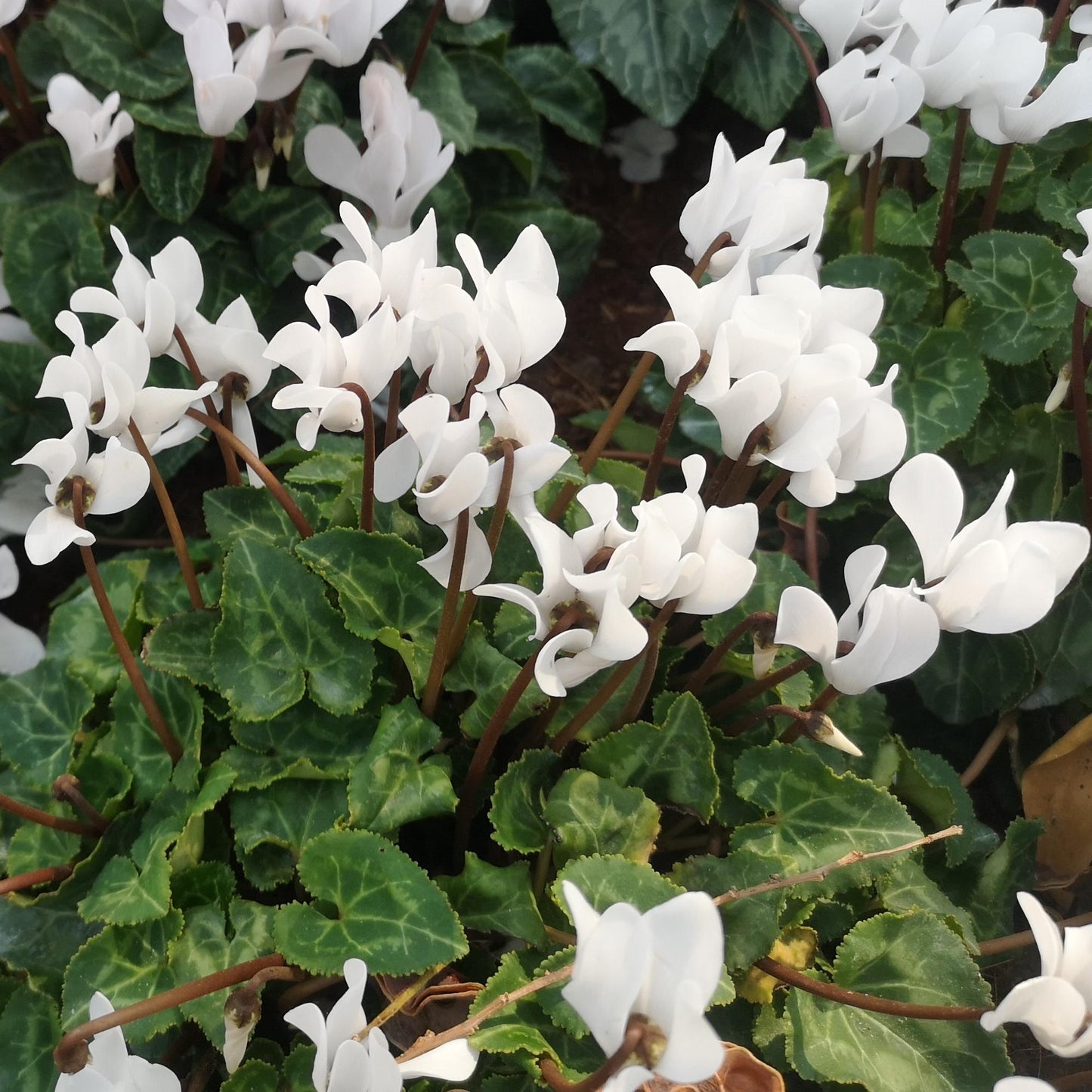 Cyclamen - Neapolitanum Album (Hardy)