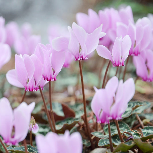 Cyclamen - Cilicium (Hardy)