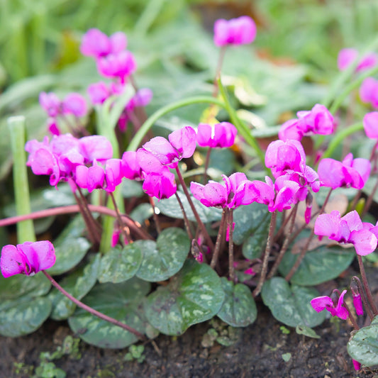 Cyclamen - Coum Hybriden (Hardy)