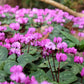 Cyclamen - Coum Hybriden (Hardy)