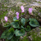 Cyclamen - Persicum (Florist Cyclamen)