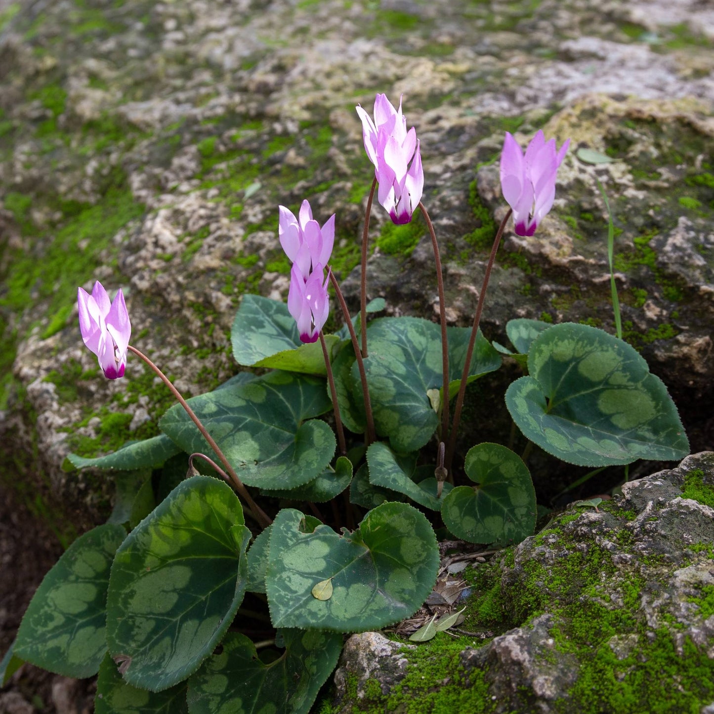 Cyclamen - Persicum (Florist Cyclamen)