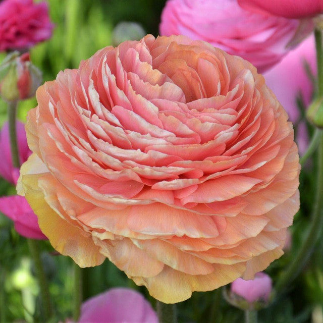 Salmon  Ranunculus Corms Bulbs Persian Buttercup Growing Bonsai Roots Rhizomes Tubers Potted Planting Reblooming Fragrant Garden Species Blooms Flower Seeds Plant Gardening