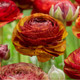 Aviv Picotee Cafe  Ranunculus  Corms Bulbs Growing Bonsai Roots Rhizomes Tubers Potted Planting Reblooming Fragrant Garden Species Blooms Flower Seeds Plant Gardening