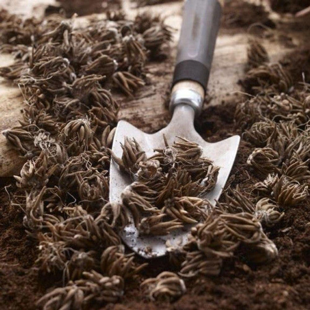 Salmon  Ranunculus Corms Bulbs Persian Buttercup Growing Bonsai Roots Rhizomes Tubers Potted Planting Reblooming Fragrant Garden Species Blooms Flower Seeds Plant Gardening