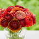 Aviv Picotee Cafe  Ranunculus  Corms Bulbs Growing Bonsai Roots Rhizomes Tubers Potted Planting Reblooming Fragrant Garden Species Blooms Flower Seeds Plant Gardening