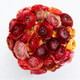 Aviv Picotee Cafe  Ranunculus  Corms Bulbs Growing Bonsai Roots Rhizomes Tubers Potted Planting Reblooming Fragrant Garden Species Blooms Flower Seeds Plant Gardening