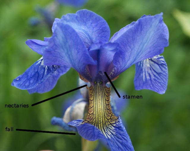 Starfish Iris Looks Like a Sea Star Brilliant Golden Iris Bulbs Bearded Fragrant Flowers Bonsai Outdoor Garden Home Balcony Decoration Flowering Twice a Year