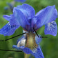 Zesting Lemons Bearded Iris Refreshing Lemon Yellow Falls Add Zest Growing Bonsai Seeds Flower Plant Bulbs Roots Rhizomes Corms Tubers Potted Planting Reblooming Fragrant Garden