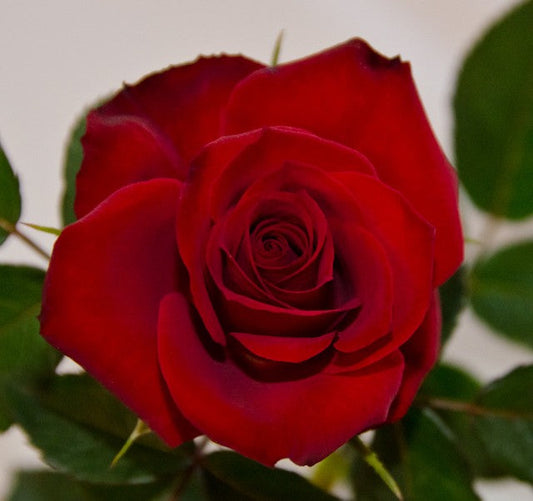 Dark Red Rose Seedlings Flower Seeds Perennial Growing Bonsai Corms Tubers Potted Planting Reblooming Fragrant Garden Roots Rhizomes Species Blooms Plant Bulbs Gardening Tree