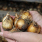 Yellow Narcissus Daffodil Bulbs Blooms Species Growing Bonsai Roots Rhizomes Corms Tubers Potted Planting Reblooming Fragrant Garden Flower Seeds Plant