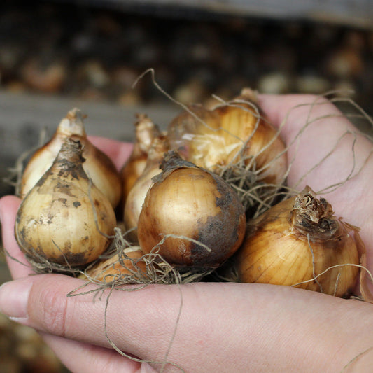 Yellow Narcissus Daffodil Bulbs Blooms Species Growing Bonsai Roots Rhizomes Corms Tubers Potted Planting Reblooming Fragrant Garden Flower Seeds Plant
