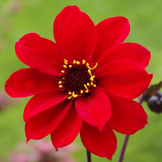 Dahlia - Bishop of Llandaff