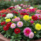 Dahlia Dwarf Mix Seed