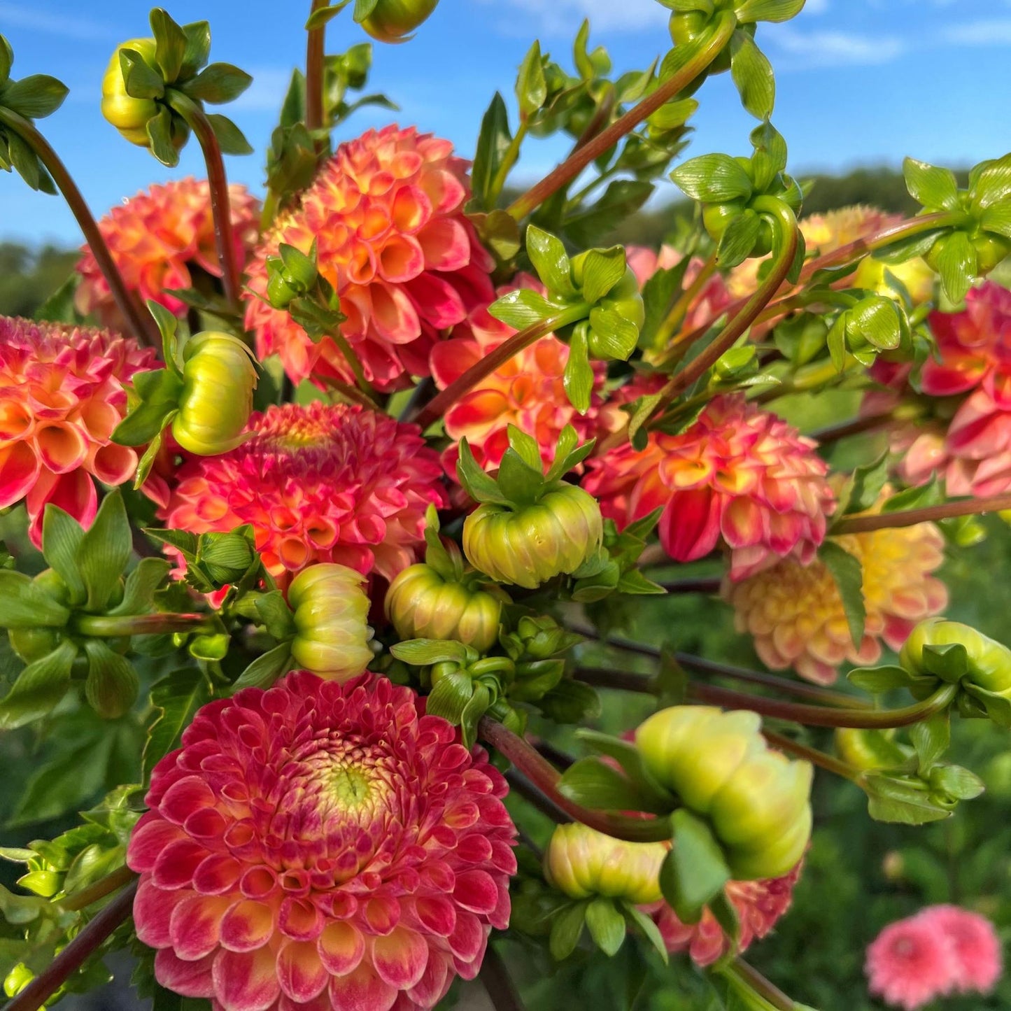 Dahlia - Snoho Doris