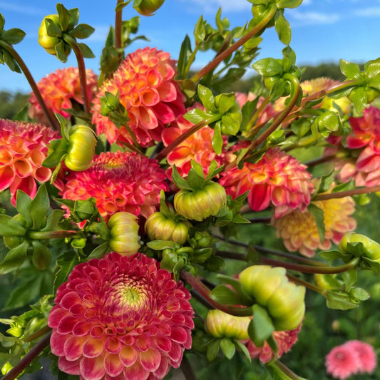 Dahlia - Snoho Doris