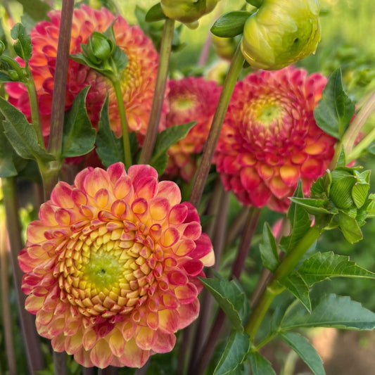 Dahlia - Snoho Doris