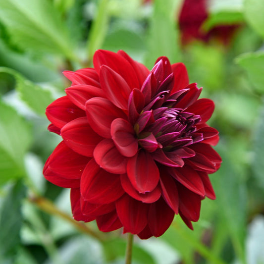 Dahlia - Arabian Night