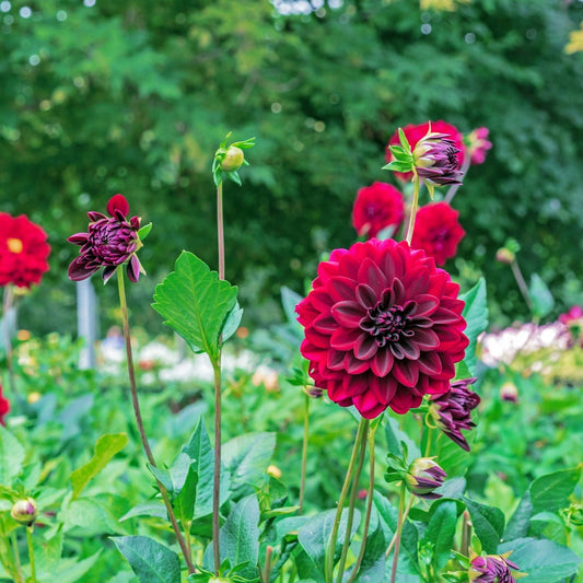 Dahlia - Arabian Night