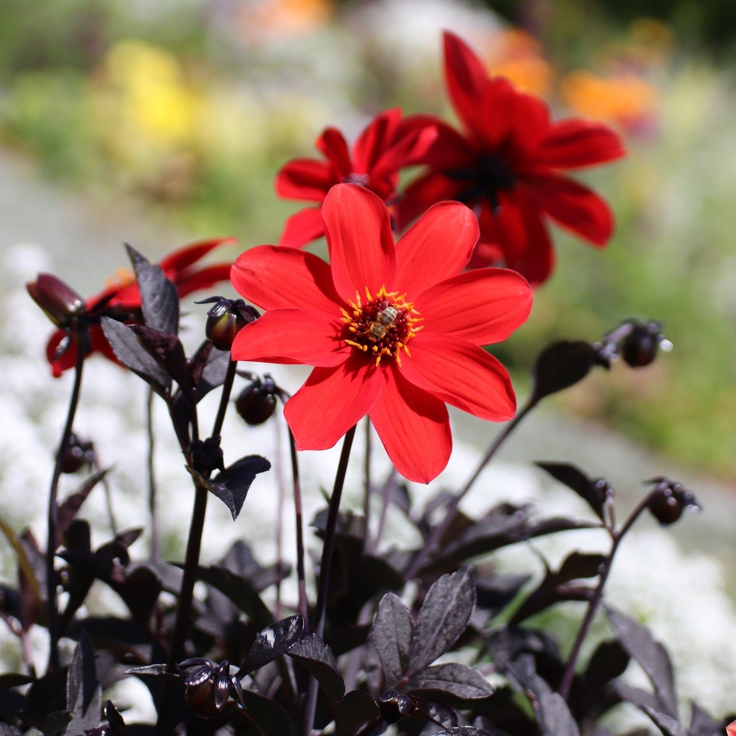 Dahlia - Bishop of Llandaff