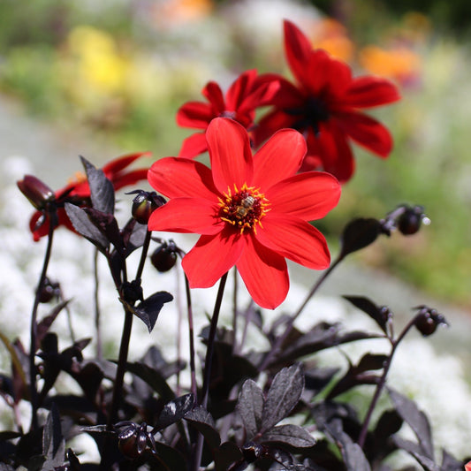 Dahlia - Bishop of Llandaff