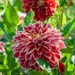 Dahlia - Dutch Carnival