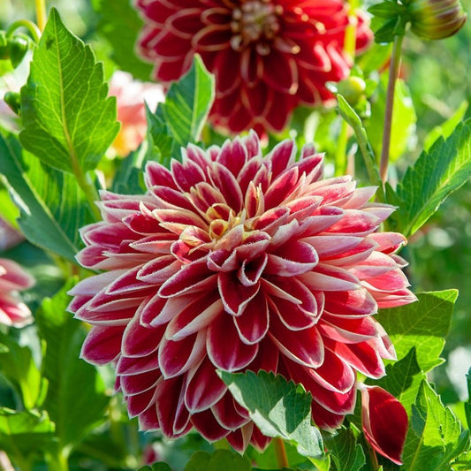 Dahlia - Dutch Carnival