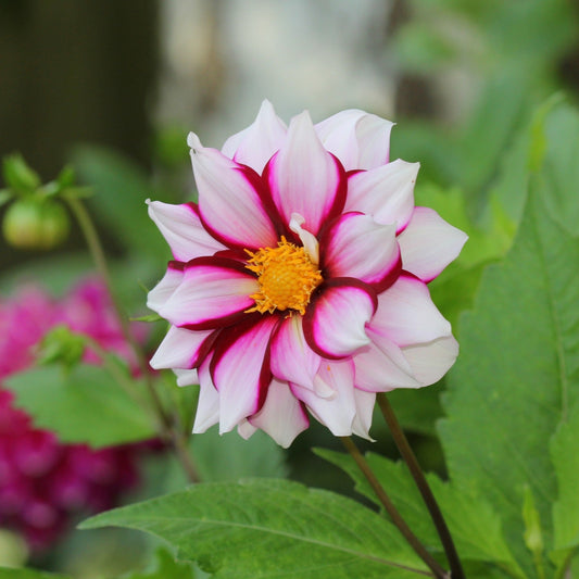 Dahlia - Edge of Joy