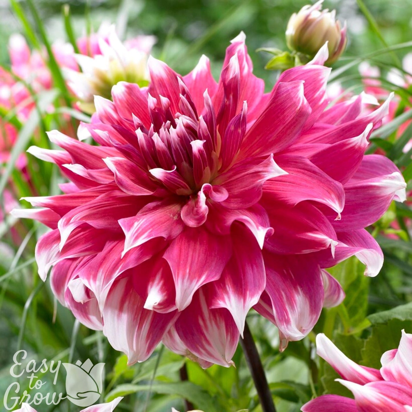 Dahlia - Frost Nip