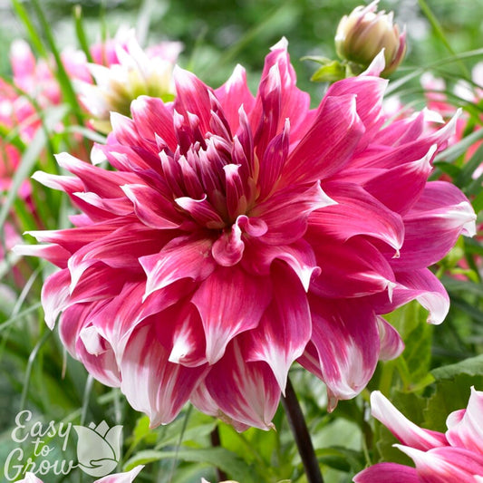 Dahlia - Frost Nip