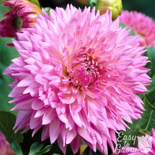 Dahlia - Fubuki Sakura