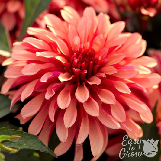 Dahlia - Gallery Art Deco