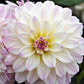 Dahlia - Gallery Monet