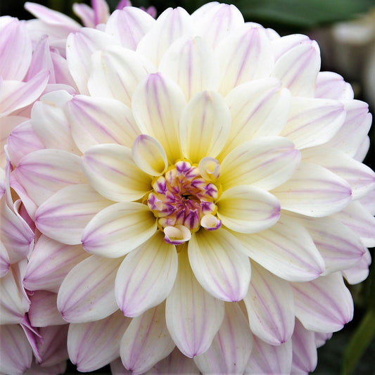 Dahlia - Gallery Monet