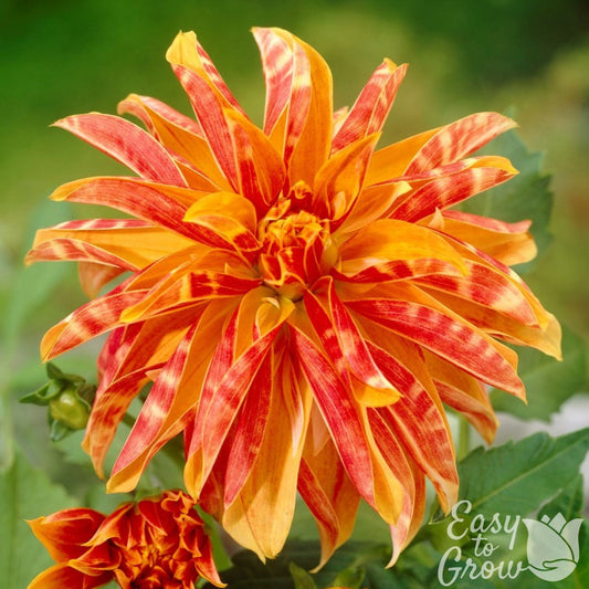 Dahlia - Giraffe