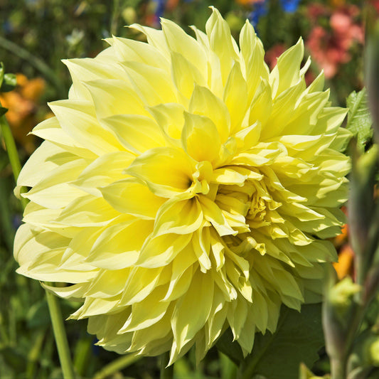 Dahlia - Kelvin Floodlight