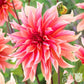 Dahlia - Labyrinth