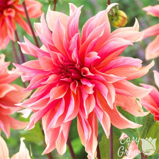 Dahlia - Labyrinth