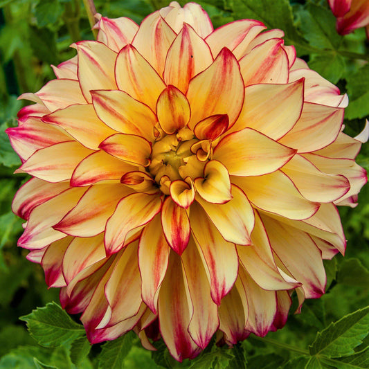 Dahlia - Lady Darlene