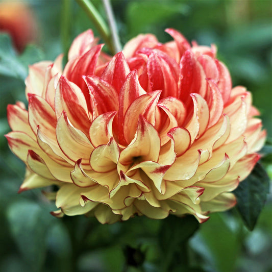 Dahlia - Lady Darlene