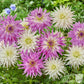 Dahlia Living in Harmony Mix