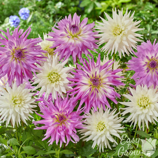 Dahlia Living in Harmony Mix