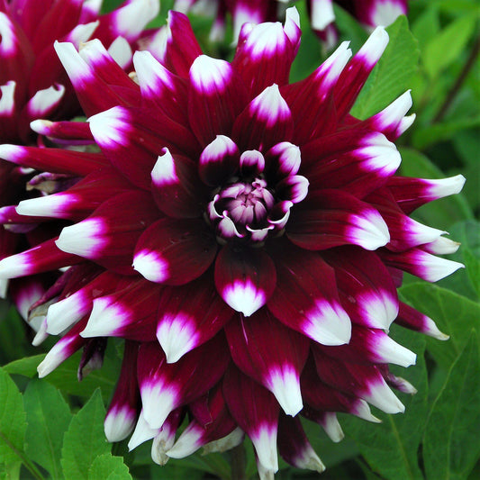 Dahlia - Mystery Day