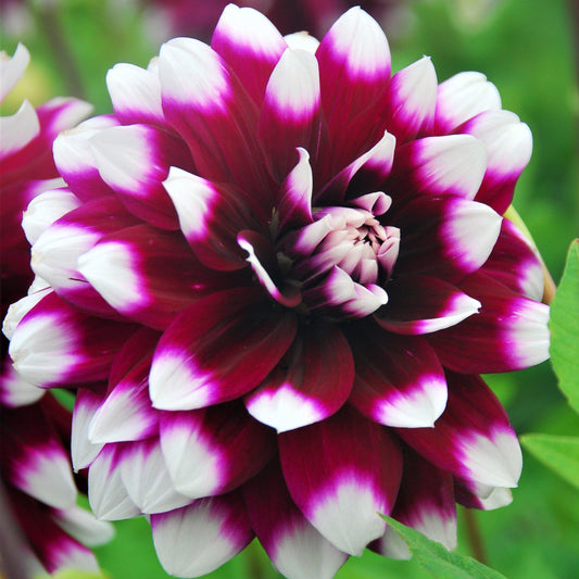 Dahlia - Mystery Day
