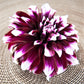Dahlia - Mystery Day